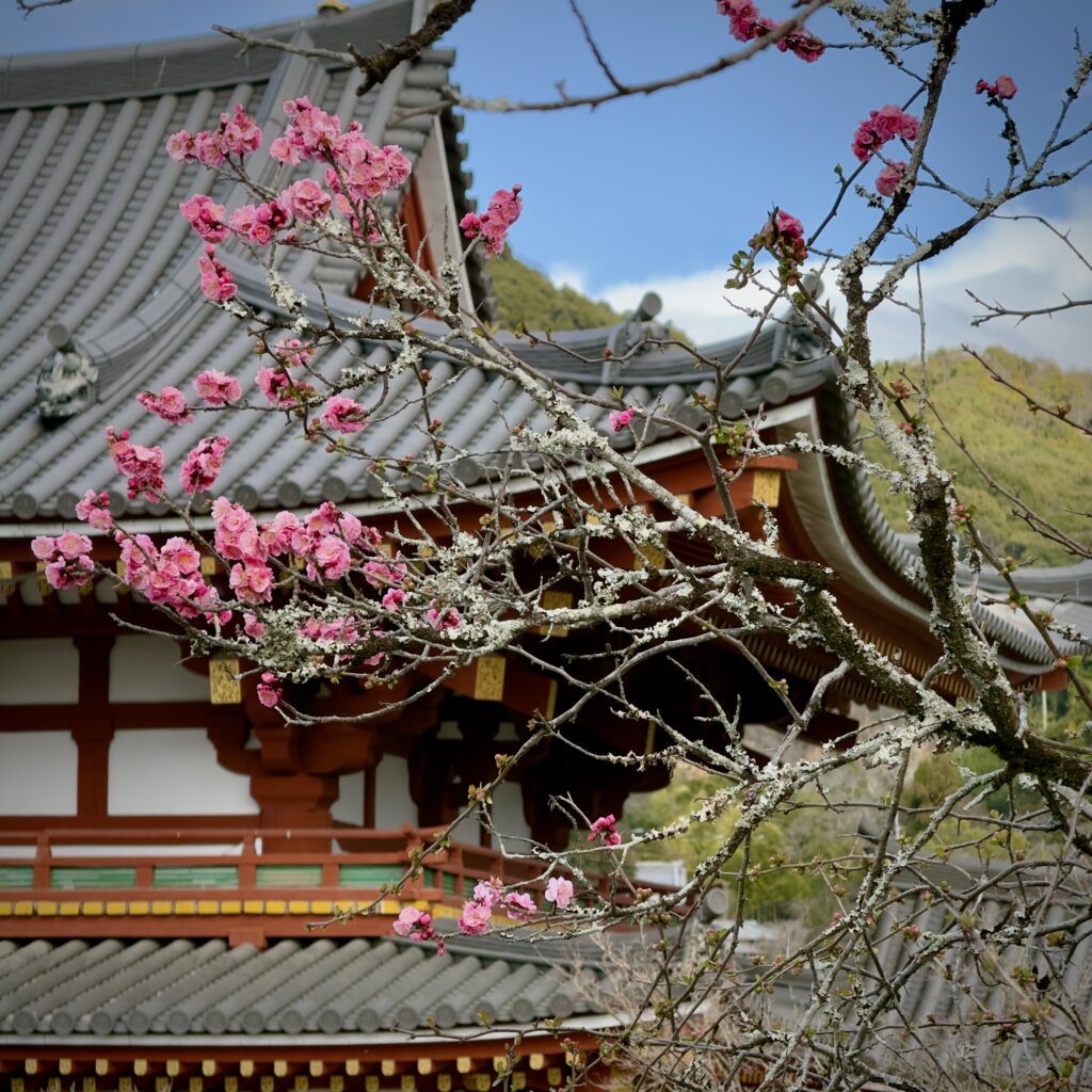 Byodo-in Temple Phoenix Hall reflected in the pond surrounded by cherry blossoms in Uji, Kyoto, Japan